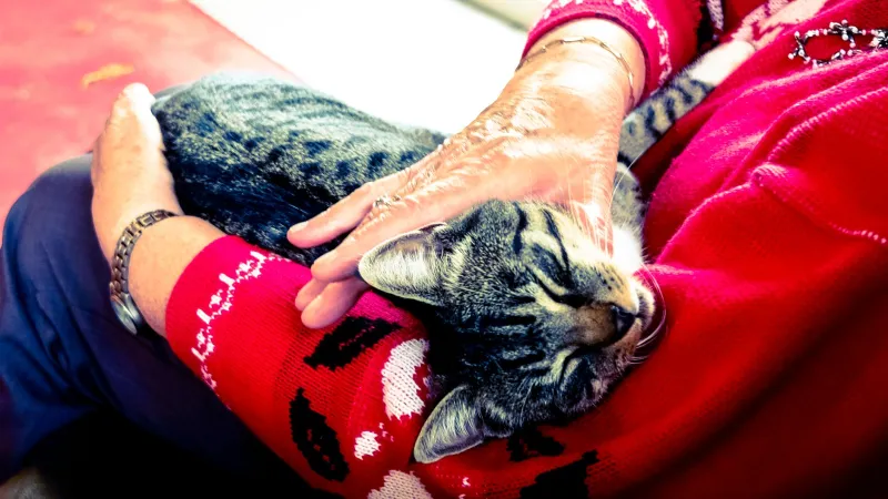 When Your Cat Purrs, Your Body Listens: The Surprising Science of Shared Healing