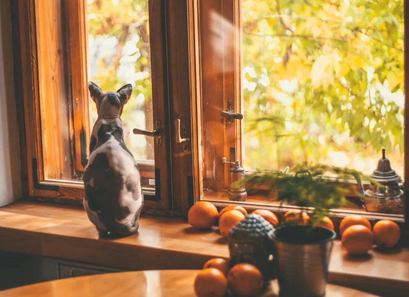 Four Seasons, Four Cats: How to Tune Your Soundscape for Every Time of Year