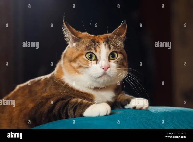 Tuned In or Tuned Out: The Frequency Science Behind What Your Cat Actually Hears