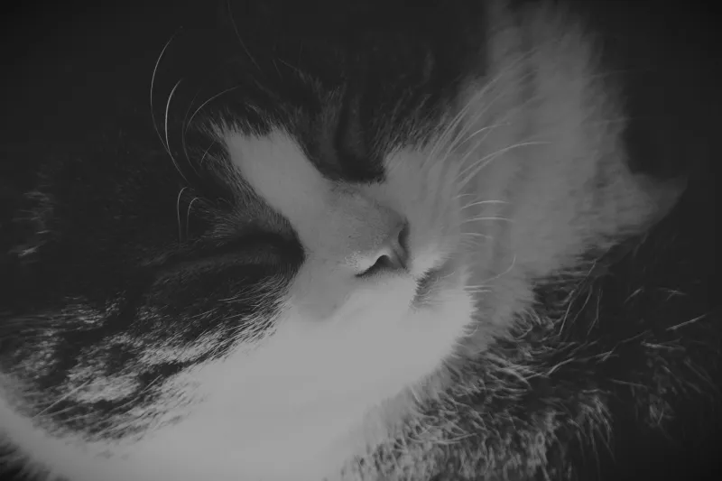 Healing on the Same Wavelength: How to Build a Soundscape That Harmonizes With Your Cat's Purr