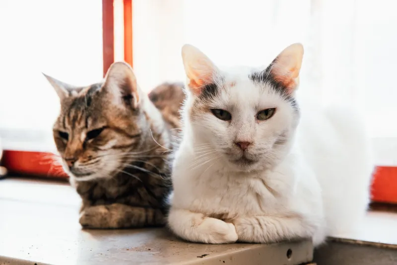 When Two Cats Want Two Different Worlds: Designing a Sound Environment Every Feline in Your Home Can Actually Live With