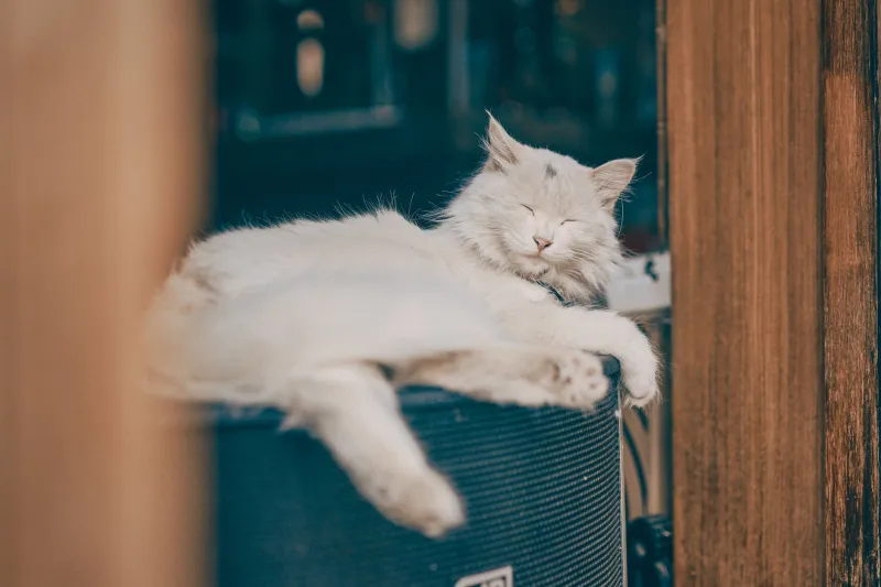 Beats Per Minute, Purrs Per Hour: How Music Tempo Actually Shapes Your Cat's Mood