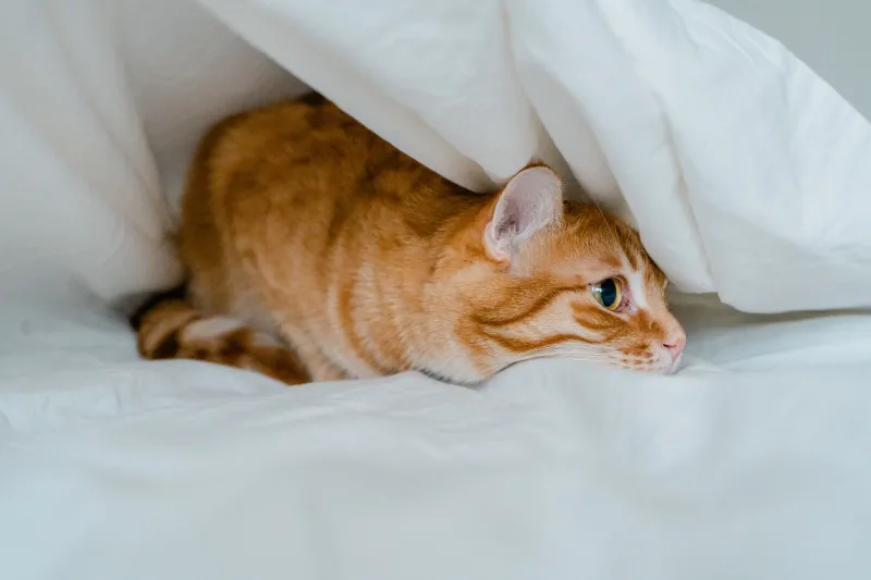 Sound Before Everything Else: Your New Cat's First Days at Home Don't Have to Be Silent or Scary
