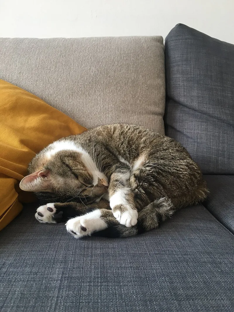 From Kitten Chaos to Senior Serenity: Building a Soundtrack That Grows With Your Cat