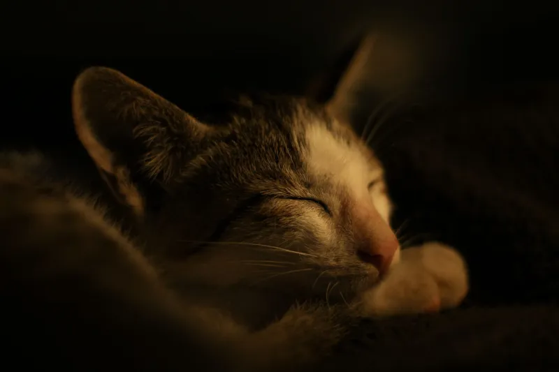 Night Owl, Meet Night Cat: How to Gently Sync Your Sleep Schedule With Your Feline's Wild Internal Clock