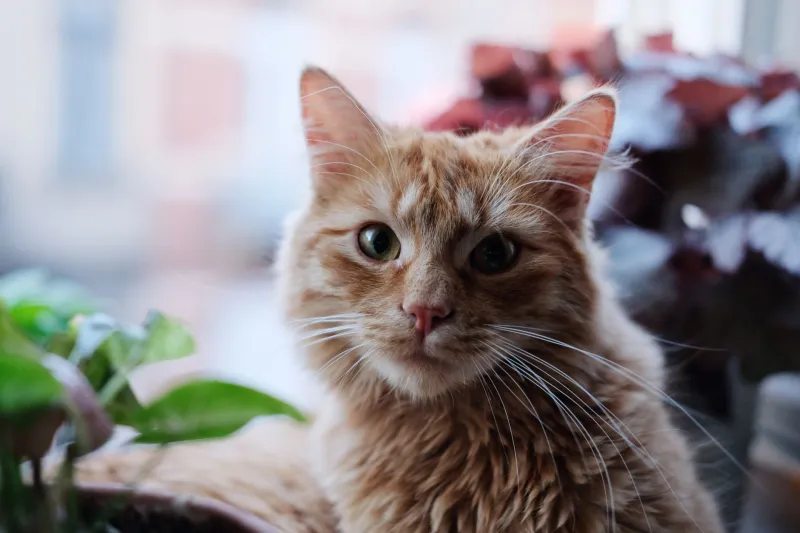 What Your Cat Is Actually Hearing That You're Completely Missing