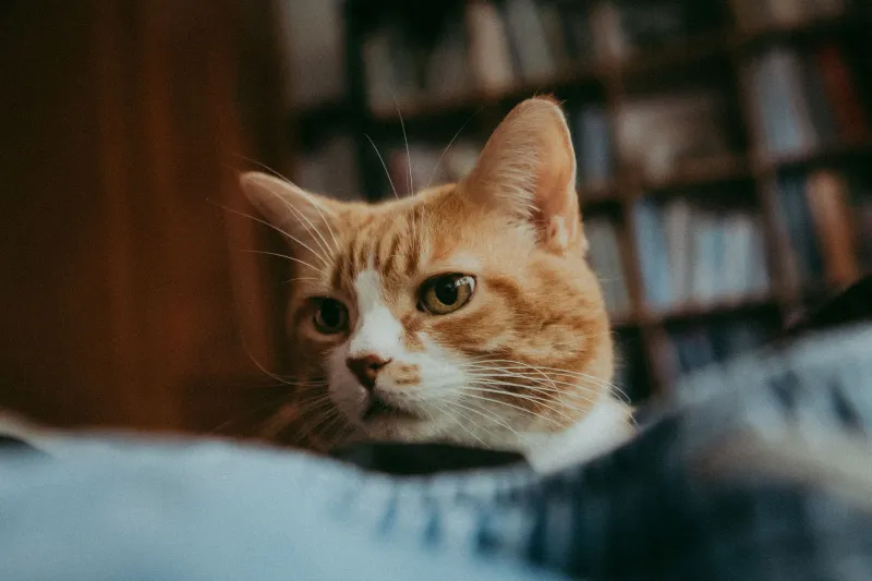 Why Your Cat Hears Everything — But Only Cares About Some of It